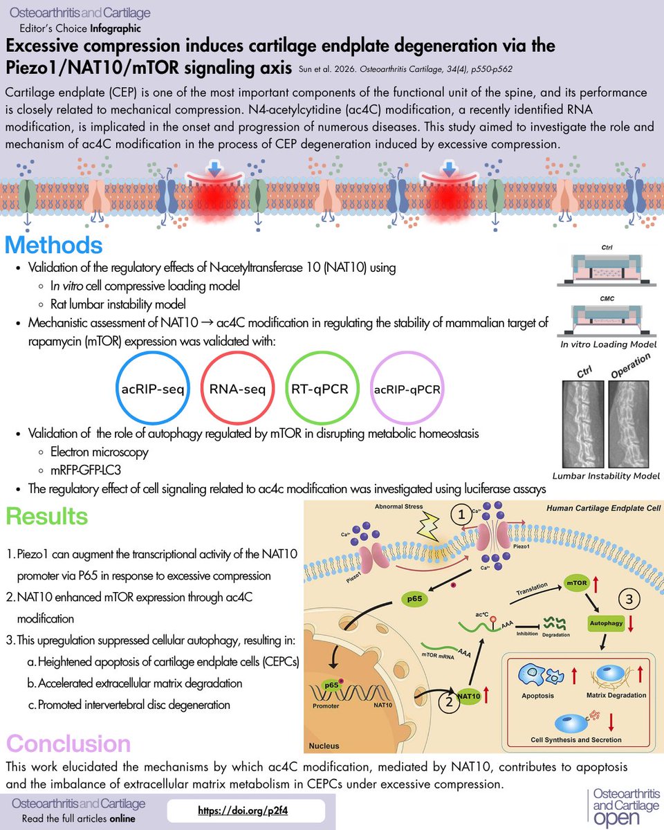 OACJournal's tweet image. Our #Basic #Science infographic for the month of #April is this work by Sun et al.  This work investigates the role of ac4C modifications in cartilage endplate degradation as a result of excessive compression.  Read more: sciencedirect.com/science/articl…