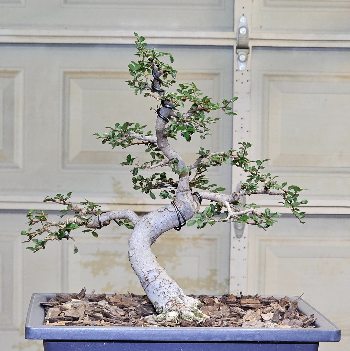 BobbyDukeArts's tweet photo. Japanese people of Twitter. Please let me know what you think of the bonsai tree I've created? I know it has a long way to go, but I still like it. https://t.co/ELTL0O6z8b