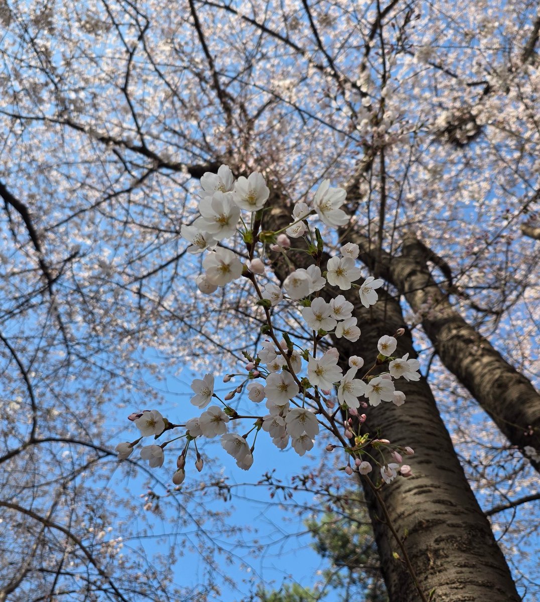 쭌쭌_Bella tweet media