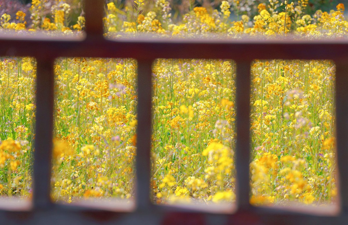 InJiaojiang's tweet image. Step onto the stone path, wander through the colorful rapeseed fields, and embrace the spring sunshine and earthy scents. Life is beautiful! ☀️
#SpringScenery #FlowerWalk #CountryPaths #NatureAndHarmony 🌱