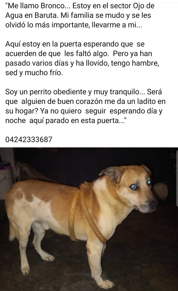 PerroUsuario Wof '•' tweet media