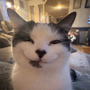lieless67's tweet photo. A new evil cat "Molly" is going viral on X.  

People are freaking out because of its smirkey face and the tweet already blew up to 1.2m views in a few hours.

The trenches desperately need a animal runner, this could be it.
https://t.co/UoxVmfEkfA

Name:
https://t.co/Px6QFkXpnf https://t.co/zWkoaPiyJm