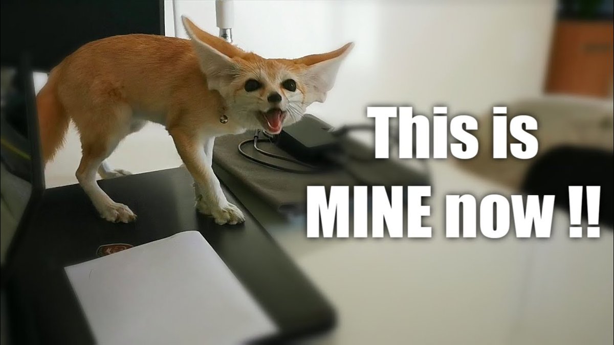 Fennec Every Hour! tweet media