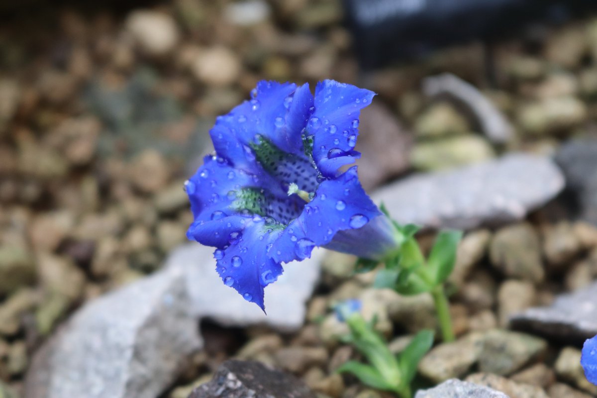 咲くやこの花館 tweet media