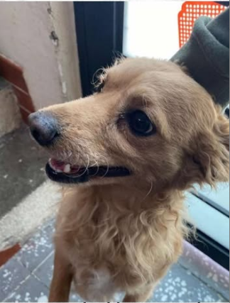 JCarlos_Valerio's tweet photo. #ServicioSocial || Ayuda para localizar a  Pucho. Se extravió  30 de Marzo en el Fraccionamiento Maravillas Estadio Cuauhtemoc. Informes al 222 893 7750.

#Puebla https://t.co/10biYzVjxN