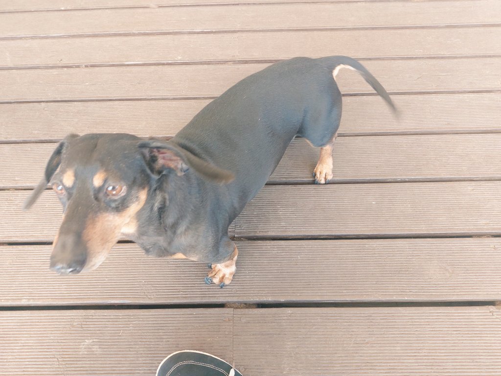 ぼのぼに tweet media