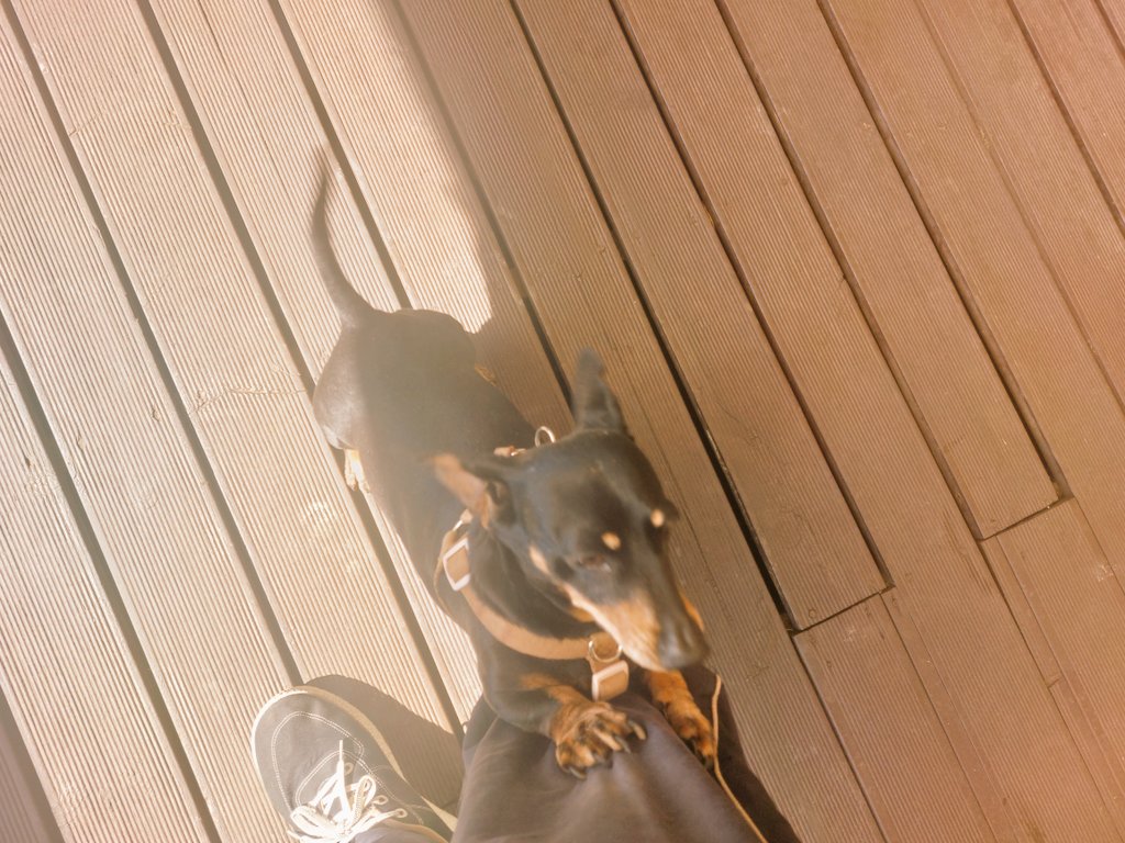 ぼのぼに tweet media