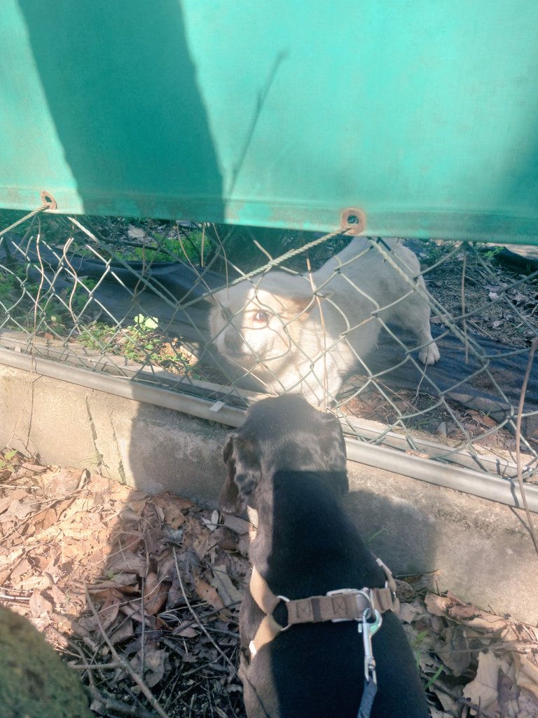 ぼのぼに tweet media