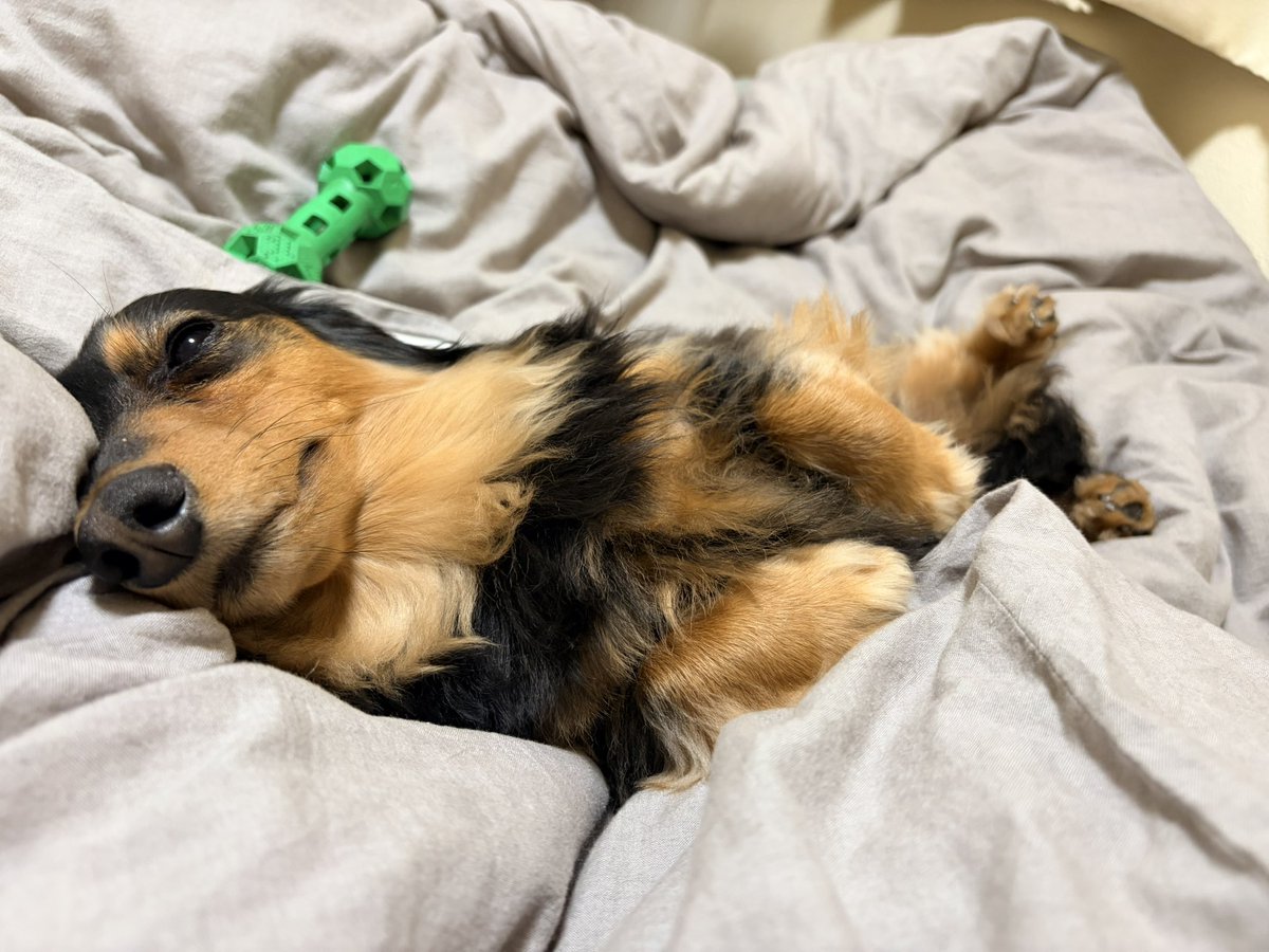 ロイくん🐶Mダックス♂ (@roiroi_reon02) / Posts / X
