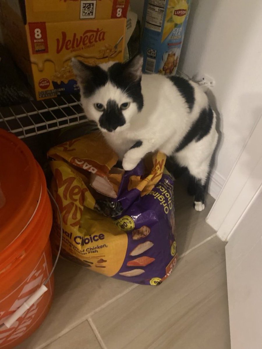 ᡣ𐭩shaggy•｡ꪆৎ ˚⋅ tweet media