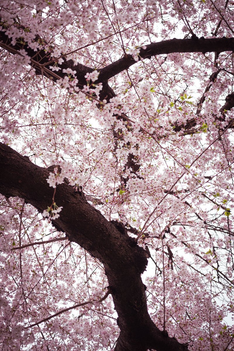 21works_K's tweet photo. 春🌸 https://t.co/clo4TjgQXE