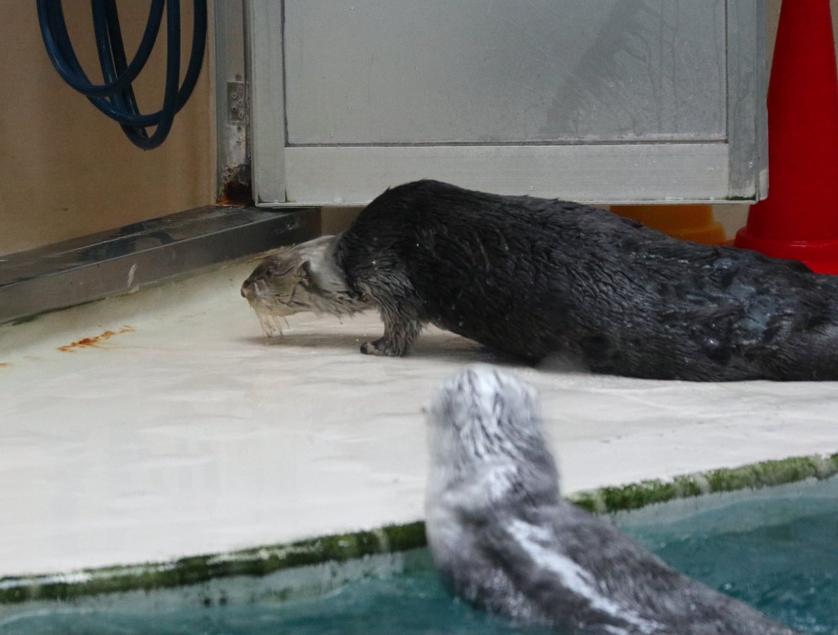 かおり tweet media