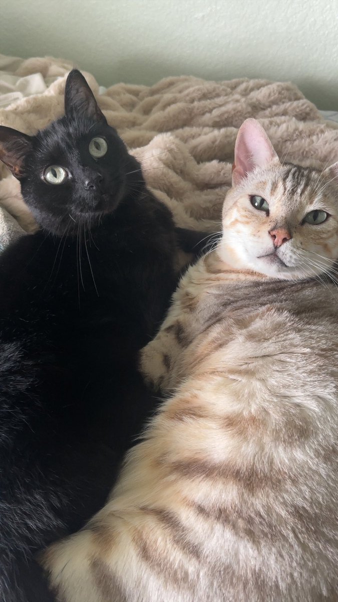 Vesspi 🐯 tweet media