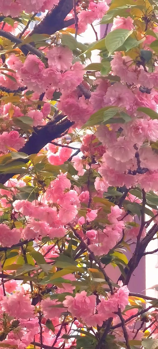 ZhangDyang's tweet photo. 人生、梦想，愿这美好的一切如这繁花，似锦 https://t.co/MO0fhu9uHi