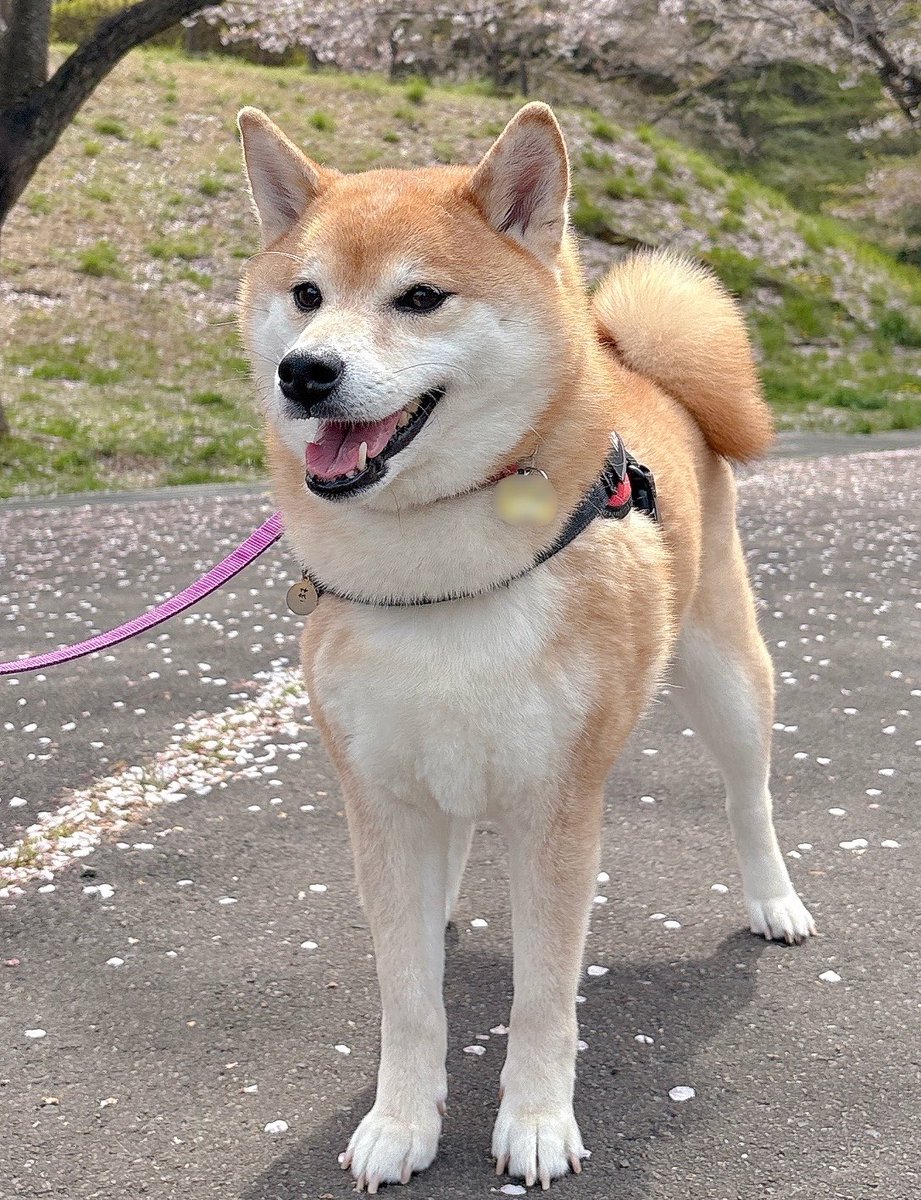 最後のお花見の柴
#柴犬