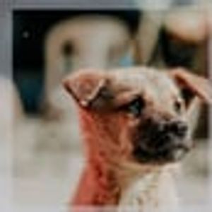 pinkesh patel tweet media