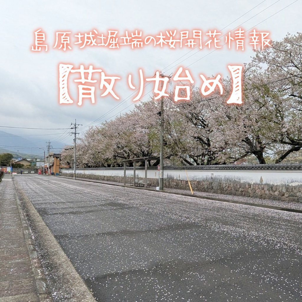ShimabaraCastle's tweet photo. 島原城堀端の桜🌸

本日4月7日より【散り始め】とさせていただきます。

#島原市 #島原城 #桜 #ソメイヨシノ #japantrip https://t.co/dc5WVa4dVX