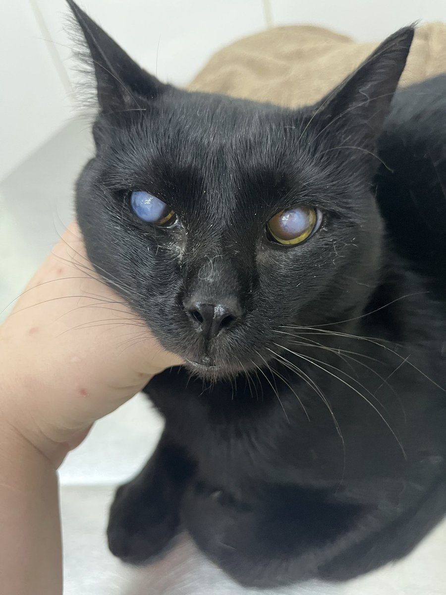 Abrigo Meimei tweet media