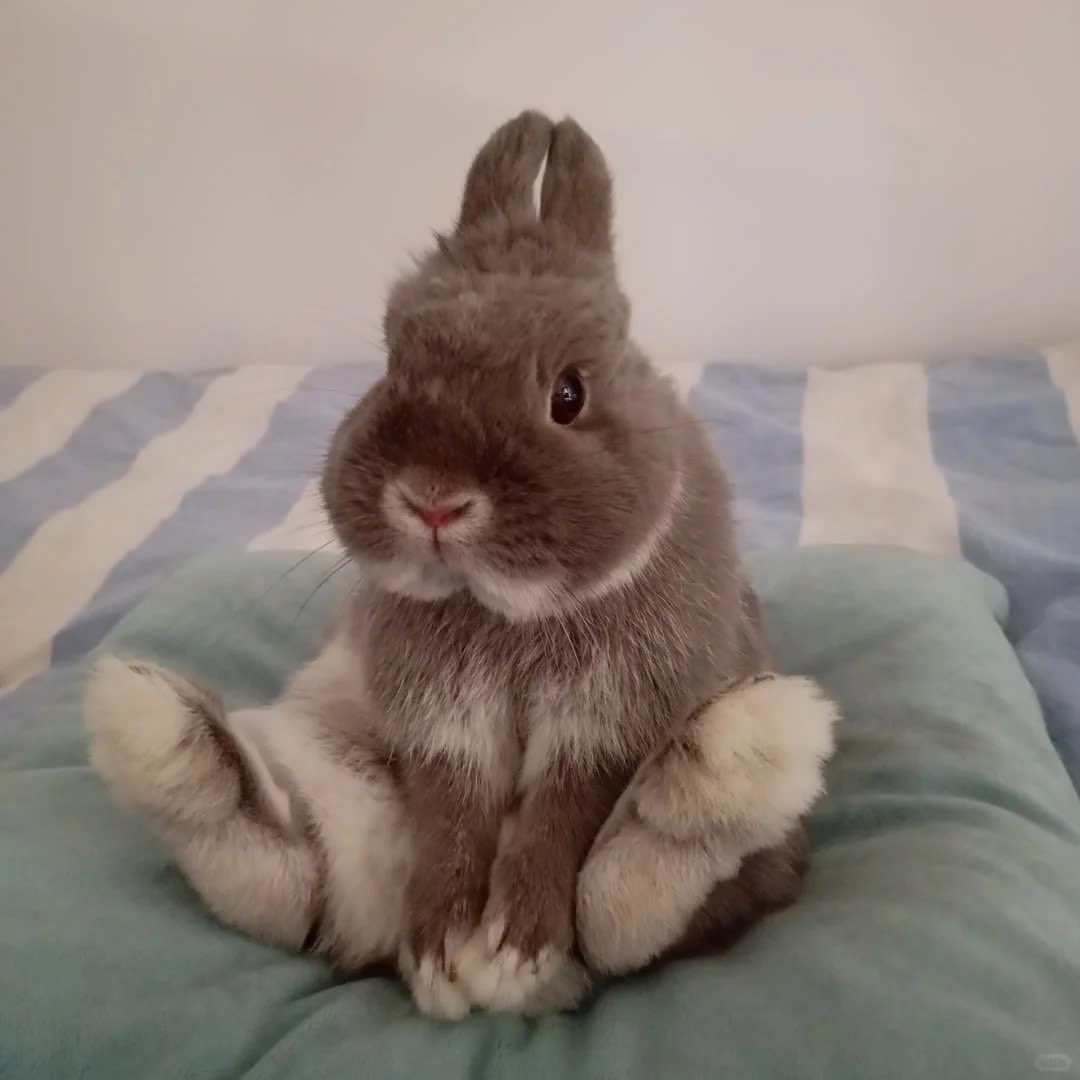 Why you should have a rabbit tweet media