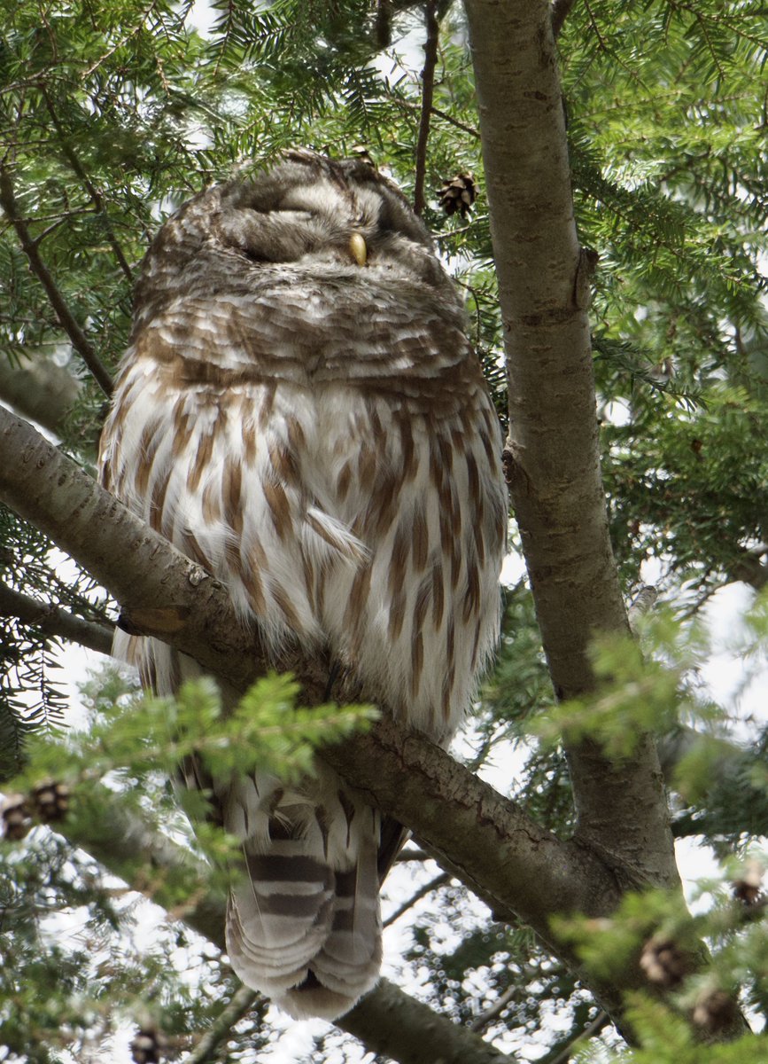 RoppityPhotos's tweet photo. Harry in The Hemlock in a spot usually reserved for Erie.
#Harry #Erie #BarredOwls #Owls #Wildlife #WildlifePhotography #Birds https://t.co/0Ak4CGTBq1
