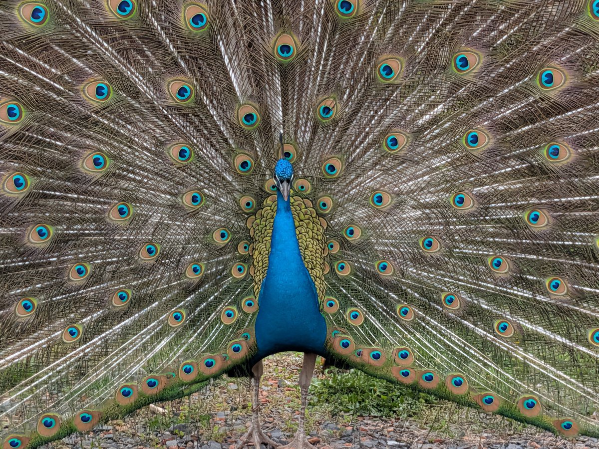konsukey's tweet photo. 着いたら目の前にクジャーク🦚 https://t.co/oeuDDnJIZY