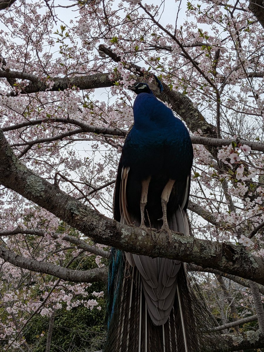 konsukey's tweet photo. 着いたら目の前にクジャーク🦚 https://t.co/oeuDDnJIZY