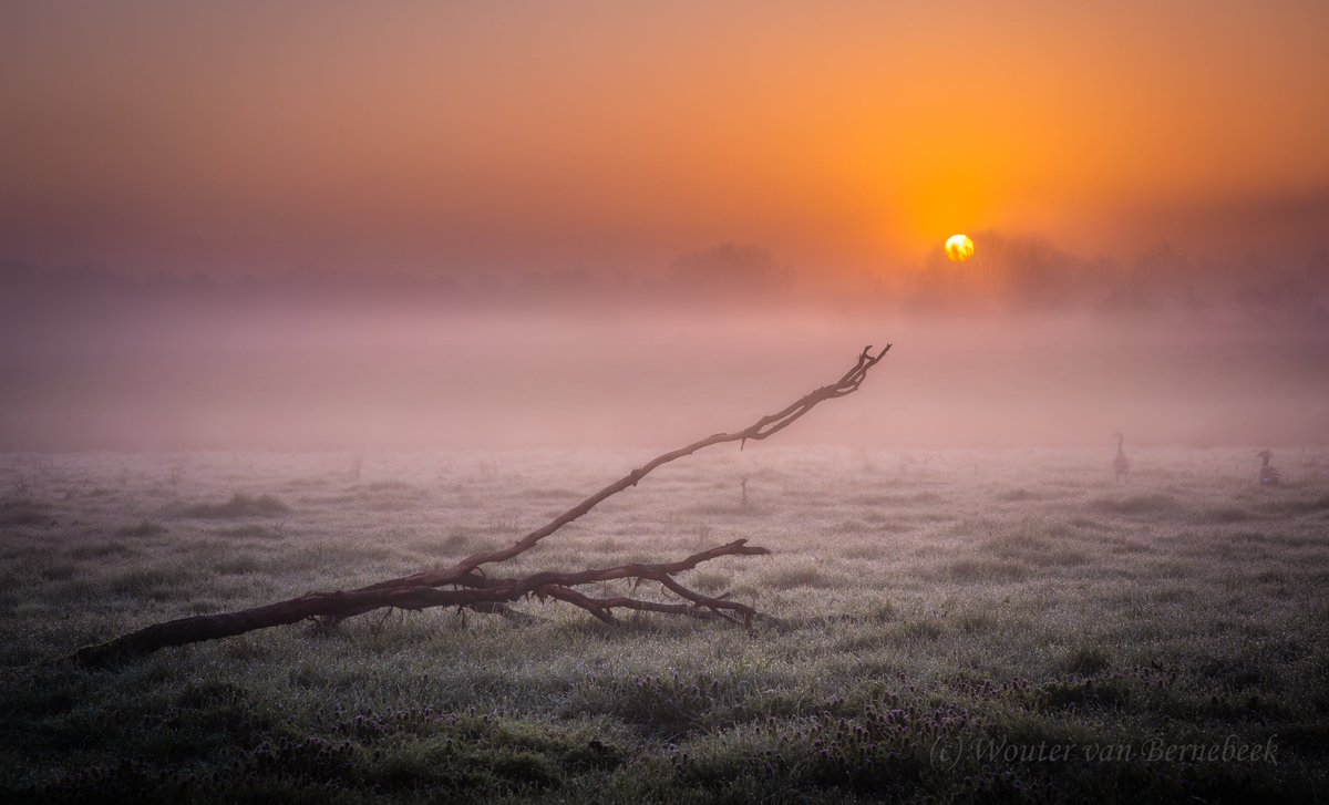 StormchaserNL's tweet image. ☀️ Ook deze week zien we de zon vaak mooi tevoorschijn komen 's ochtends vroeg! De komende dagen wordt het lokaal wel 20 graden: daarmee gaat de natuur flink uitlopen... #lente