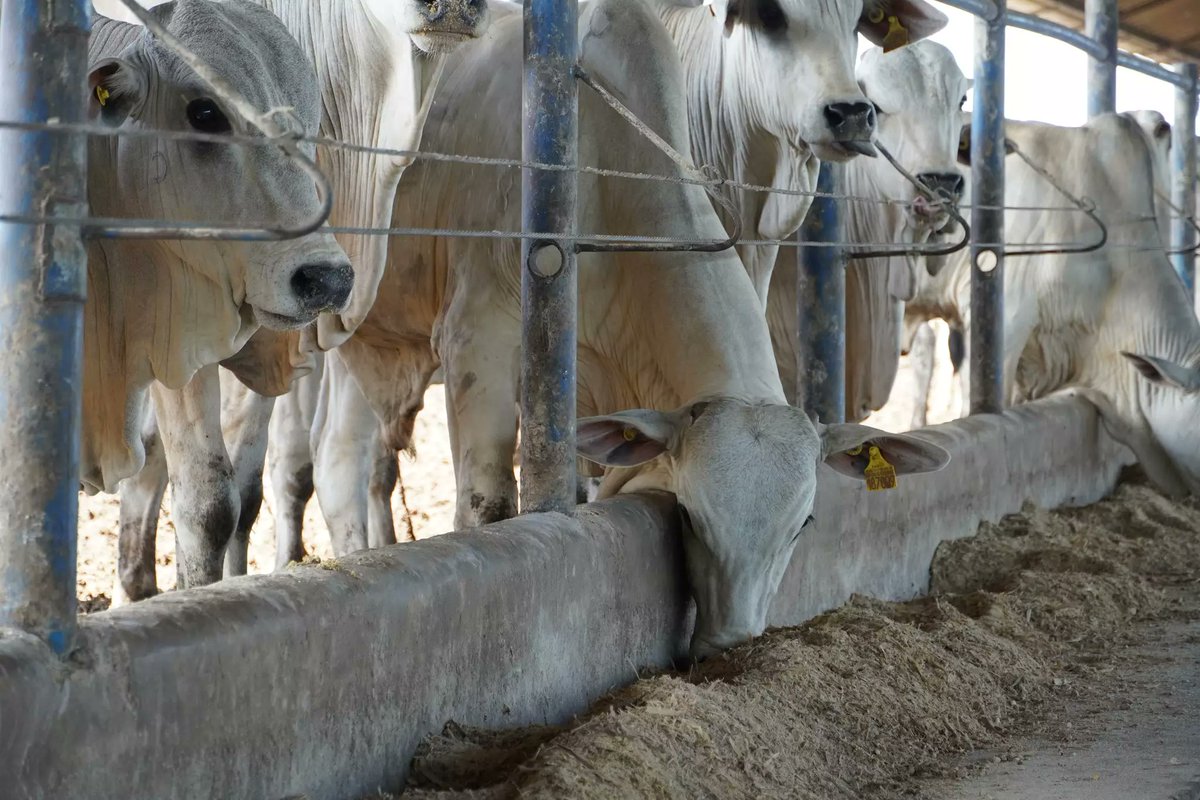 O que a Pecuária ensina à Nutrição?

Ou ainda: o pecuarista "unha de terra" ensina mais de emagrecimento que nutricionistas

open.substack.com/pub/danilobalu…
