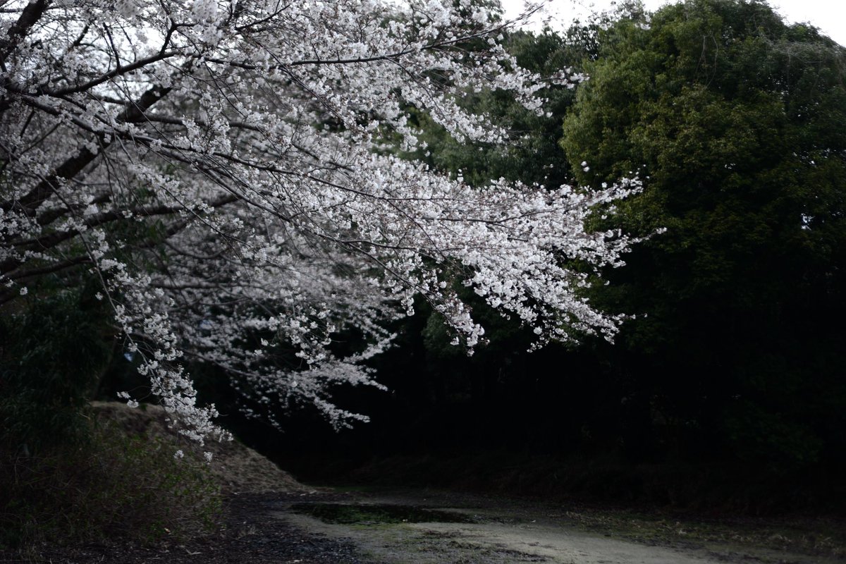 去年