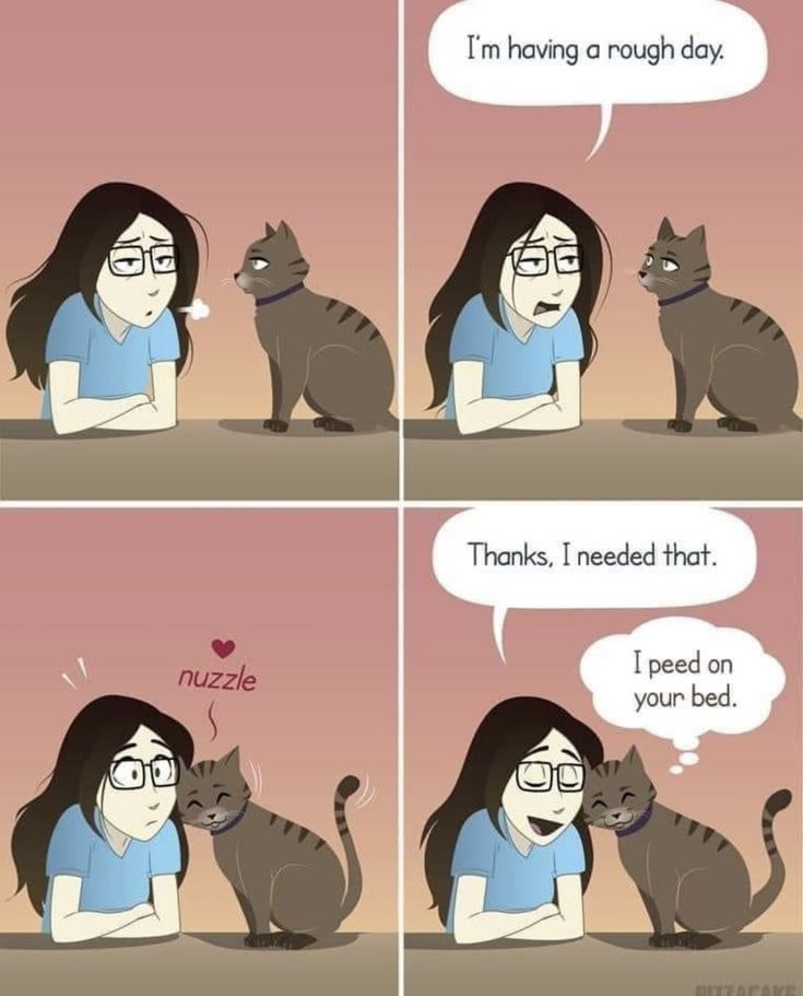 Posts Of Kittens🐾 tweet media