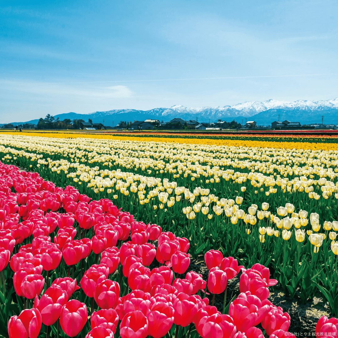 なんなん富山 tweet media