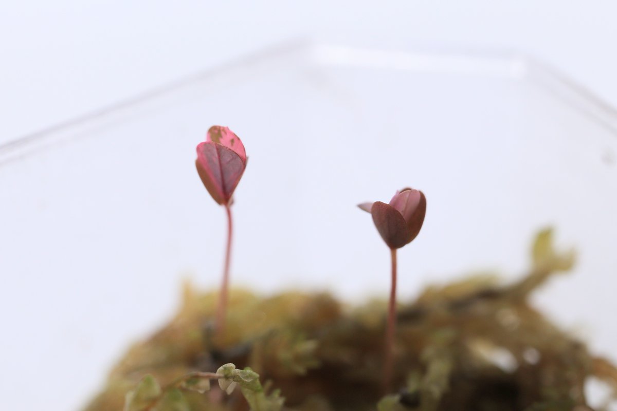 レモン作家氏の植物日記 tweet media