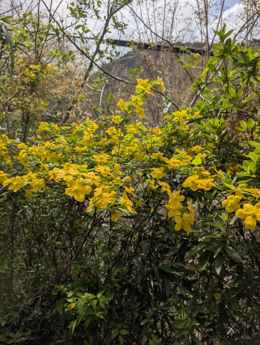 気温15℃湿度50%。
くもりです。
ヤマブキがきれいに咲いています。
ヤマブキは檜原村の村の花です。