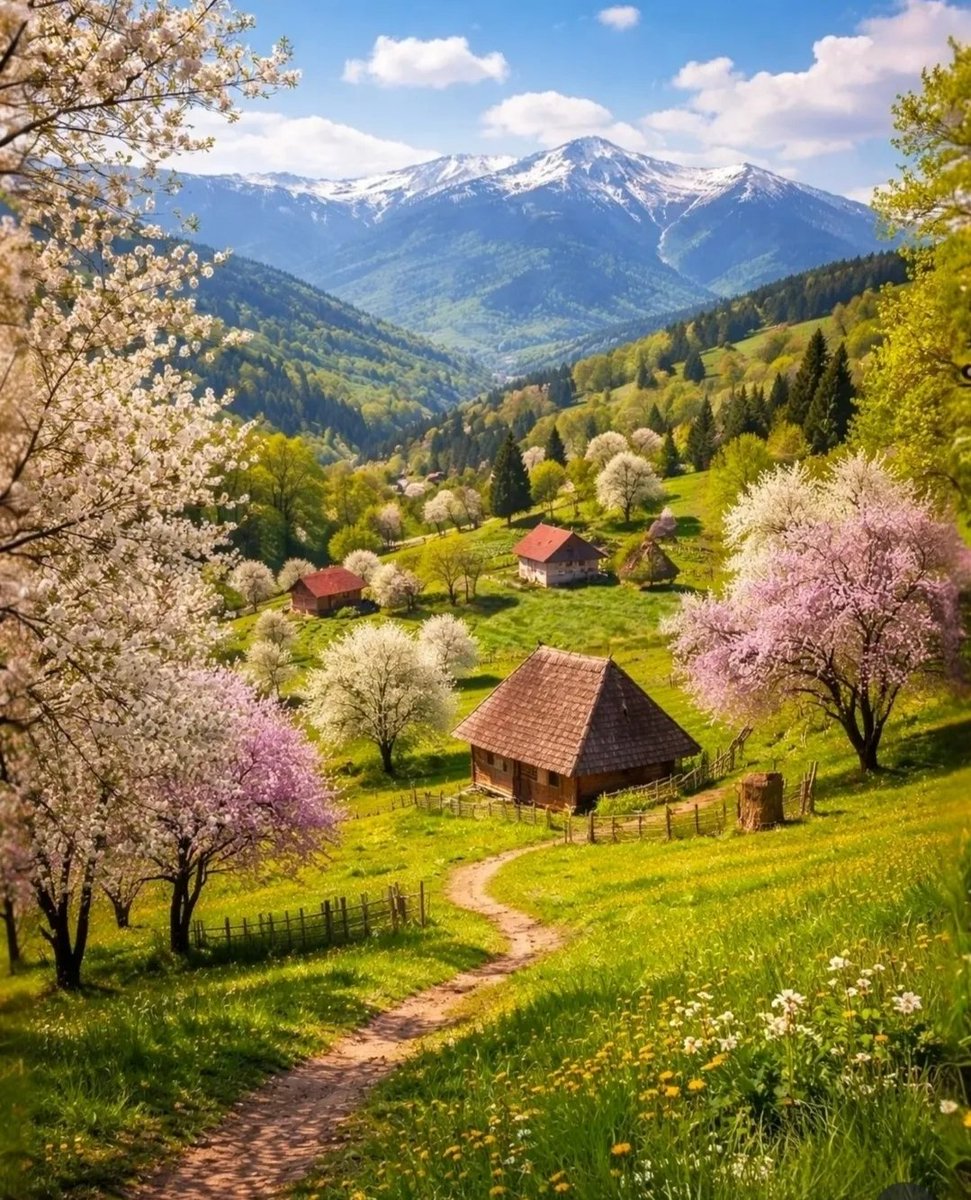 Flower 🌹🌹🌹🌹 tweet media