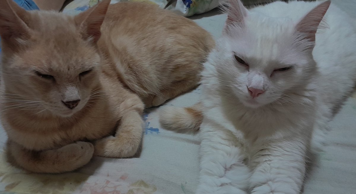 .𖥔 ݁ ˖ tweet media