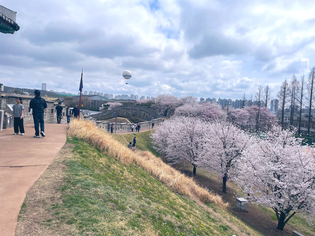 찔레꽃 tweet media