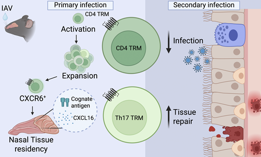 LabWaggoner's tweet photo. Nasal CD4+ tissue-resident memory T cells provide cross-protective immunity to influenza @JExpMed 
https://t.co/OOAmebP3Dz @RoseNimitha @goteborgsuni @angelettilab 🇸🇪 https://t.co/g29gn2nEQC