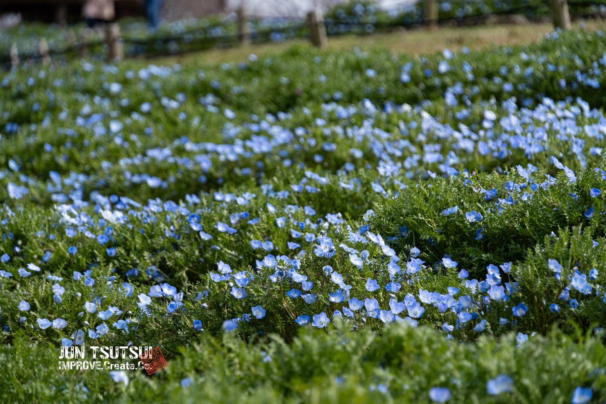 junjun_imp's tweet image. ネモフィラ

#ネモフィラ #camera #春 #nemophila  #鶴見緑地公園