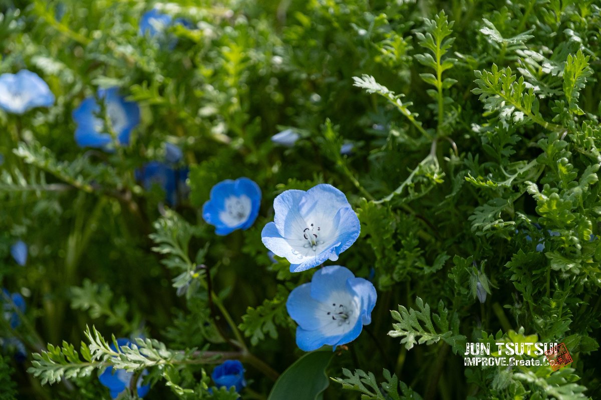 junjun_imp's tweet image. ネモフィラ

#ネモフィラ #camera #春 #nemophila  #鶴見緑地公園