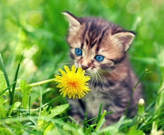 葵ちゃん 通知不具合中 tweet media