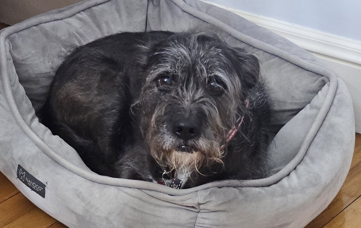 Brian L Chapman tweet media