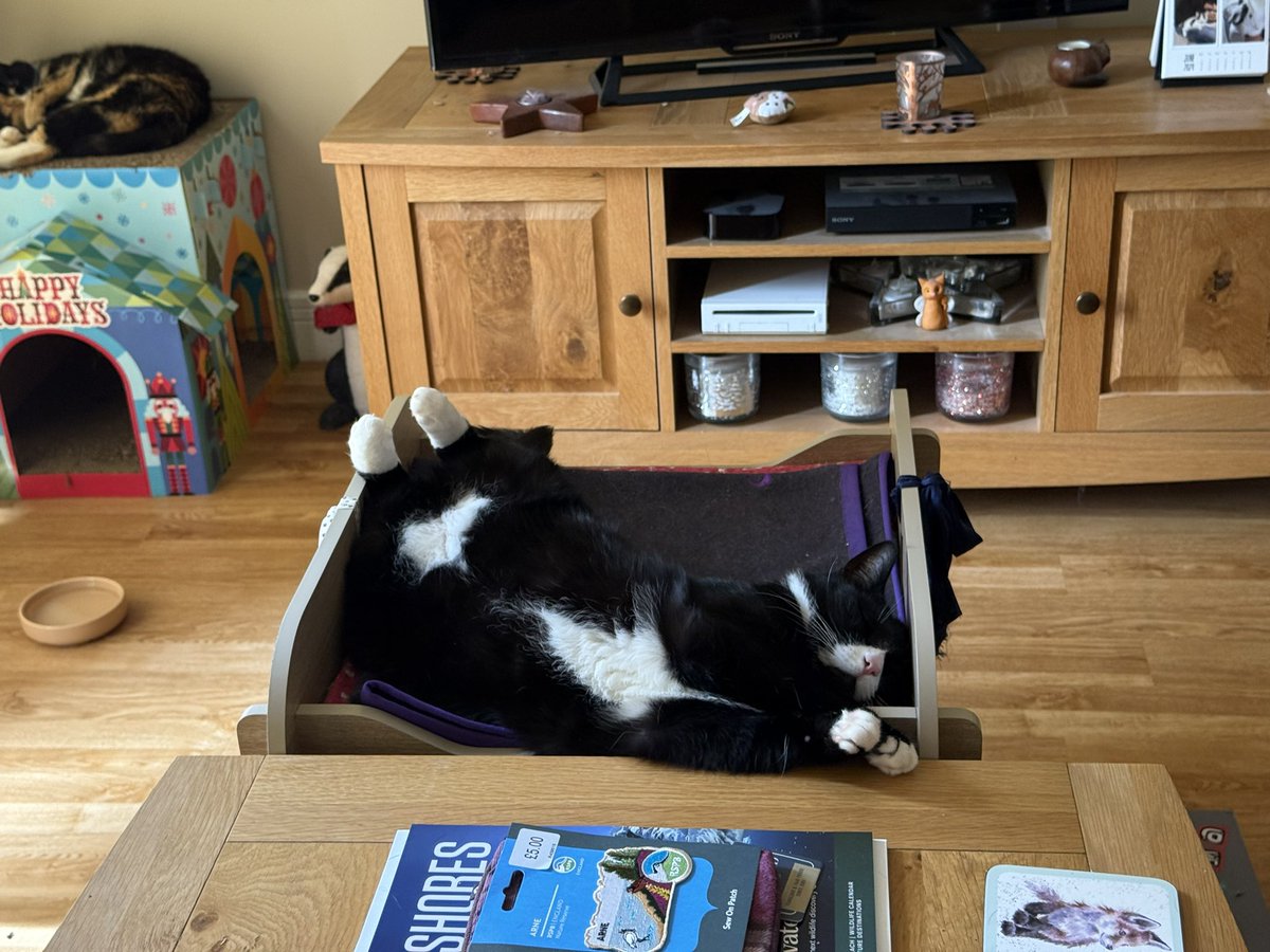 Phoebe, Selene and Mr Binx tweet media