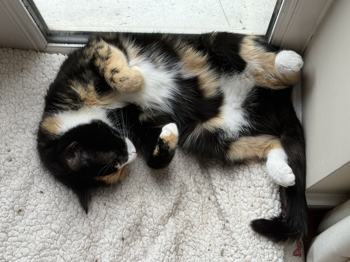 Phoebe, Selene and Mr Binx tweet media