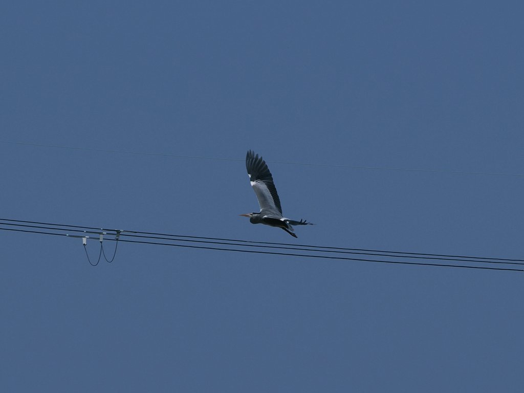 いつか文鳥と tweet media