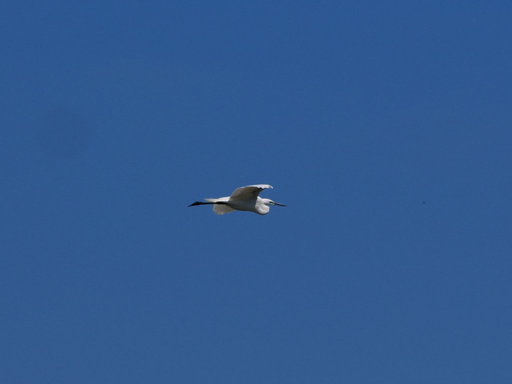 いつか文鳥と tweet media