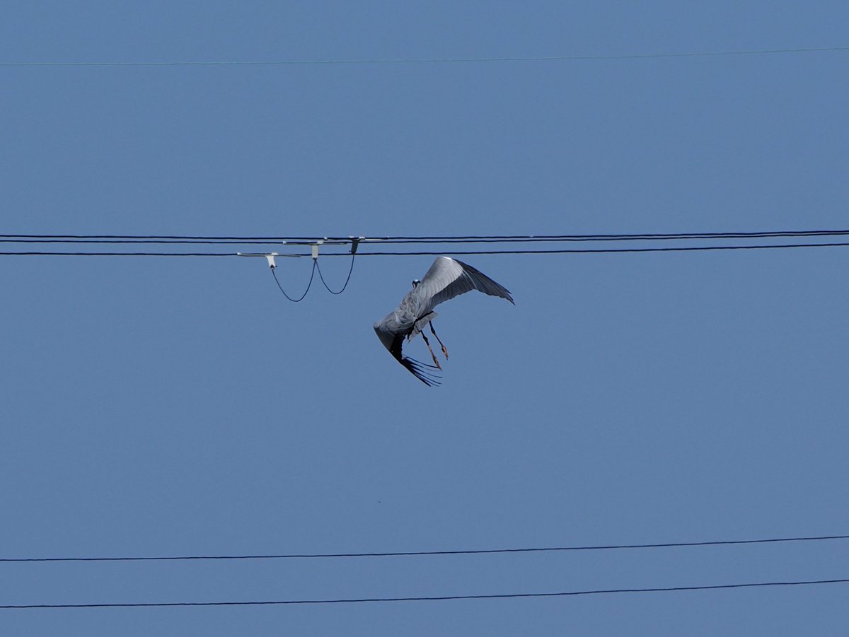 いつか文鳥と tweet media