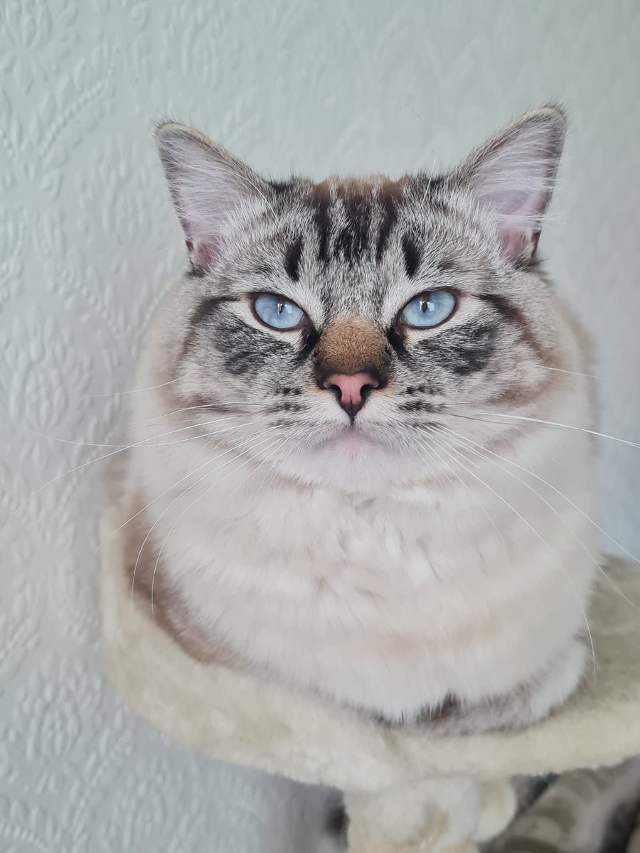 Dark Codex tweet media