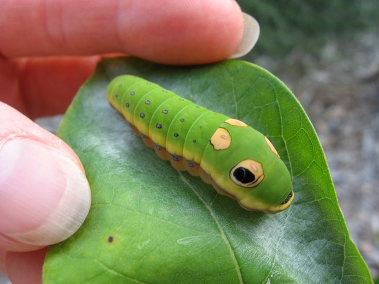 hawa ï๑ tweet media