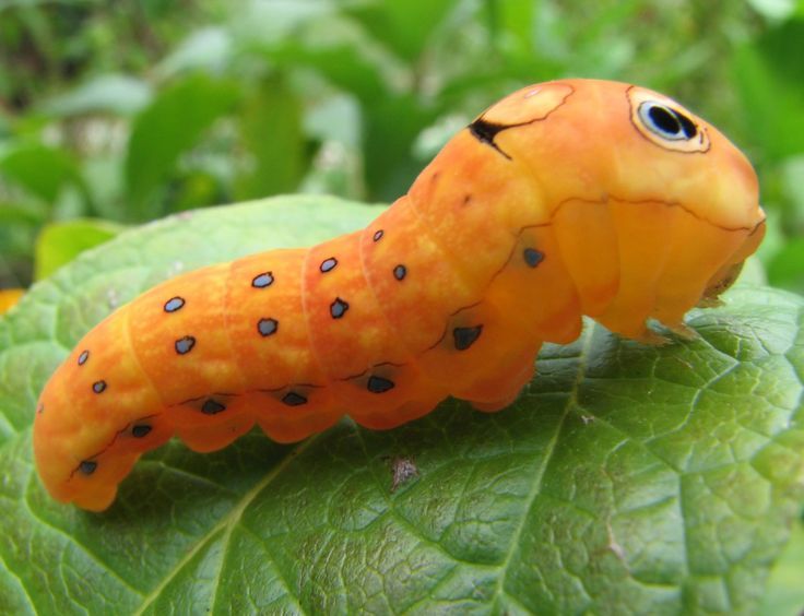 hawa ï๑ tweet media