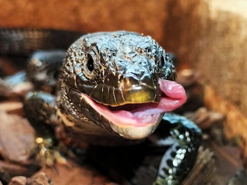 ホウセキカナヘビ ”メラニスティック”
食後に顔を舐めて掃除している所
#爬虫類
#トカゲ
#カナヘビ
#ホウセキカナヘビ